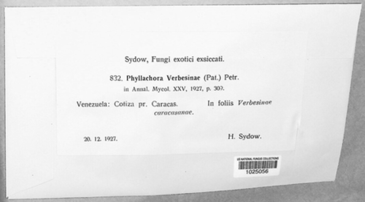 Phyllachora verbesinae image